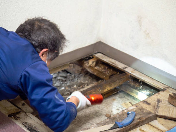 Crawl Space Mold Removal in Dane, WI