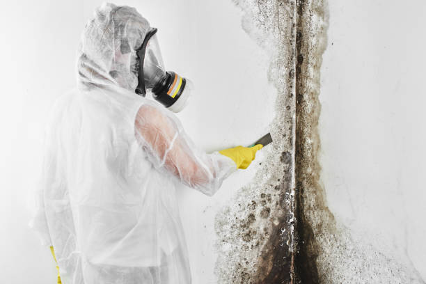 Best Mold Remediation  in Dane, WI