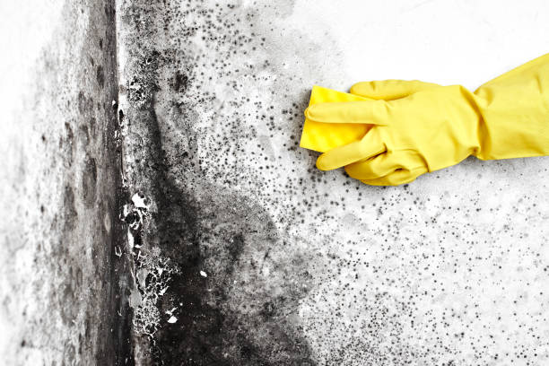 Best Fast Mold Removal  in Dane, WI