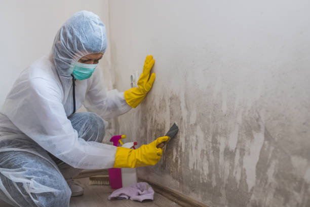 Best Mold Removal Specialists  in Dane, WI