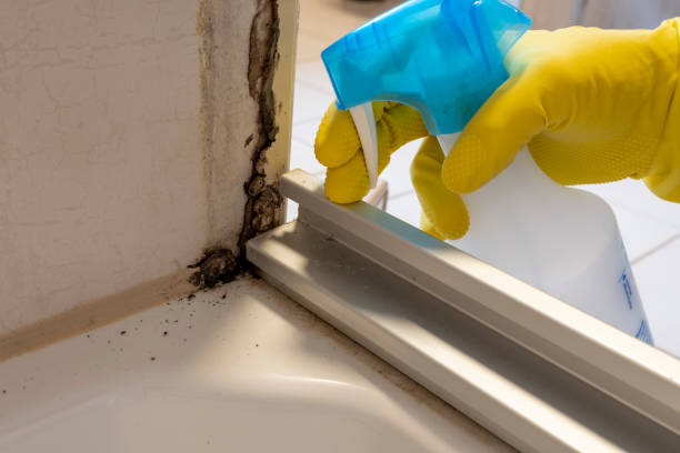 Best Black Mold Removal  in Dane, WI