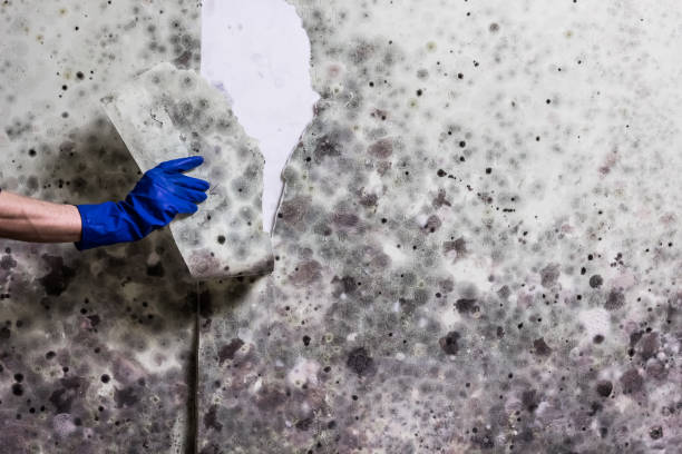 Best Professional Mold Removal  in Dane, WI